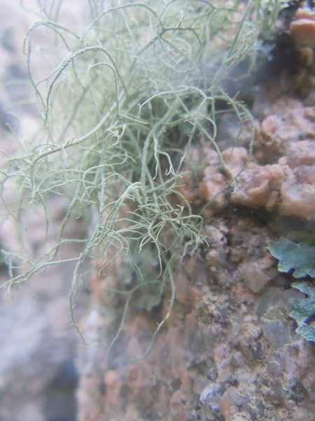 sui graniti di Monte Moro